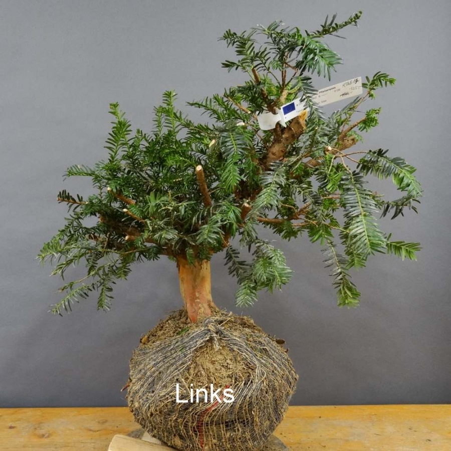Taxus baccata Gemeine Eibe